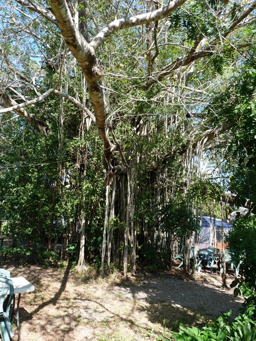 Bayan Tree